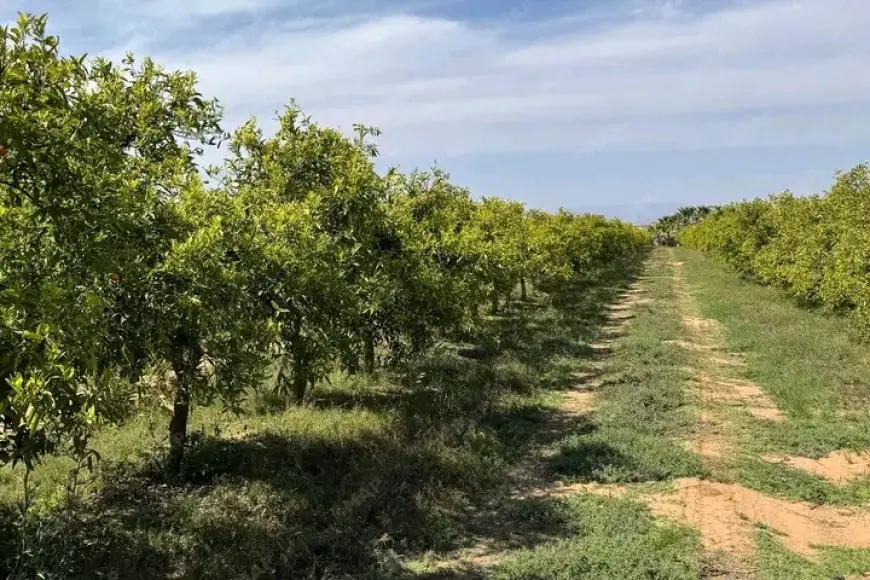 Taroudant : Les récentes précipitations ravivent l’espoir des agriculteurs