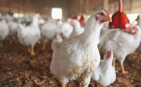 أسعار الدجاج تواصل الانخفاض بالمغرب وتصل 12 درهما للكيلوغرام بالأسواق