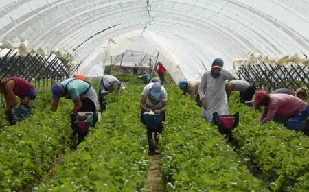 المغاربة يشكلون النسبة الأكبر من العمال الموسميين في إسبانيا خلال سنة 2025