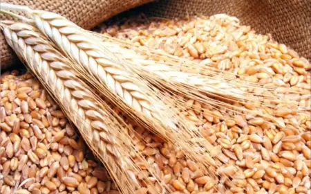 الحكومة تمدد قرار دعم استيراد القمح اللين حتى نهاية أبريل