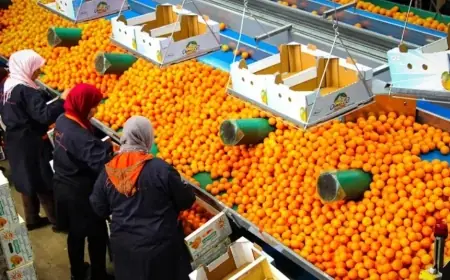 وزارة الزراعة الأمريكية تتوقع ارتفاع إنتاج الحمضيات بالمغرب