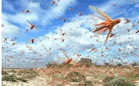 الفاو تحذر من تزايد نشاط الجراد الصحراوي بالمغرب