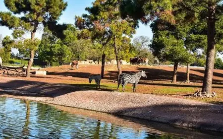 حديقة الحيوانات الوطنية بالرباط تحتفي بـ14 سنة من الالتزام بحماية التنوع البيولوجي الإفريقي