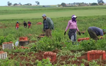 نقص اليد العاملة يهدد الموسم الفلاحي بالمغرب رغم نهاية سنوات الجفاف