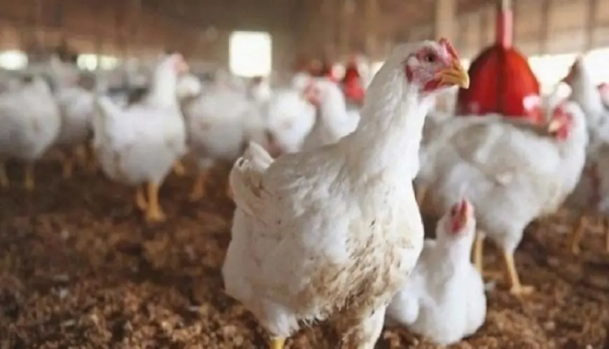 انخفاض أسعار الدجاج بالمغرب مع بداية السنة الجديدة