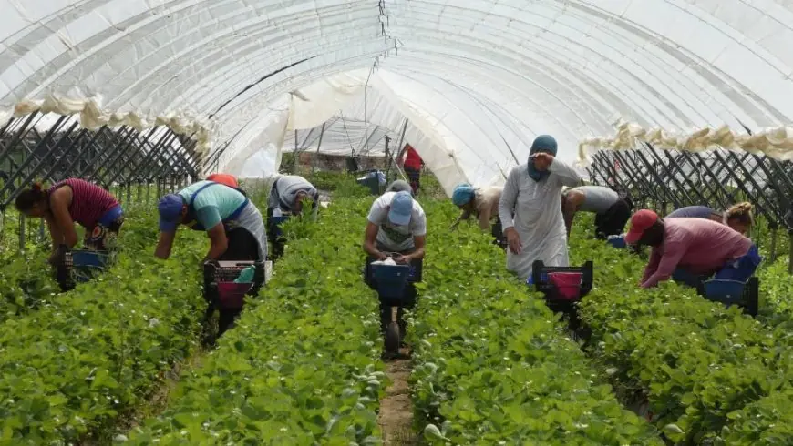المغاربة يشكلون النسبة الأكبر من العمال الموسميين في إسبانيا خلال سنة 2025