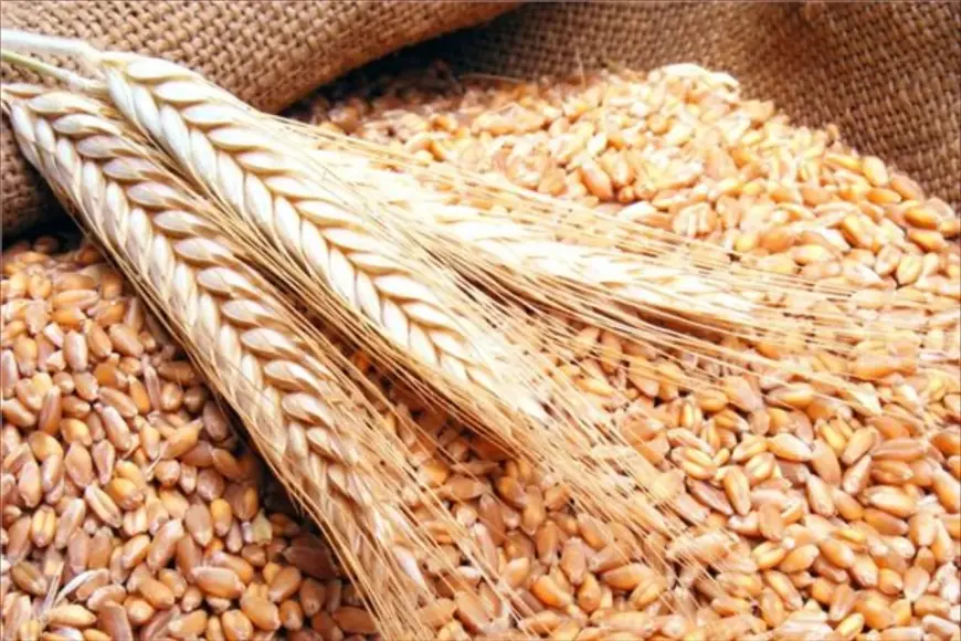الحكومة تمدد قرار دعم استيراد القمح اللين حتى نهاية أبريل
