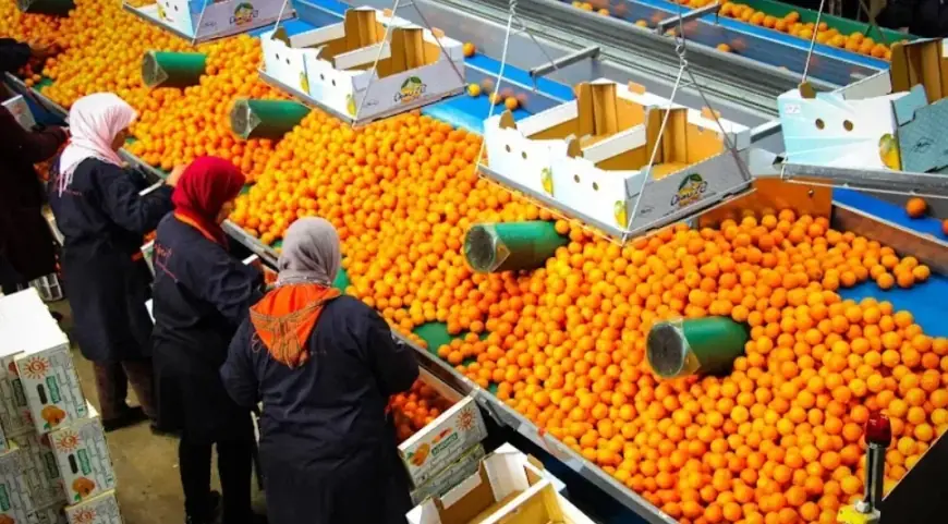 وزارة الزراعة الأمريكية تتوقع ارتفاع إنتاج الحمضيات بالمغرب