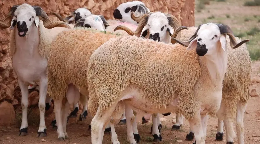 ترقيم أزيد من 32 مليون رأس من القطيع الوطني لتعزيز دعم الكسابة