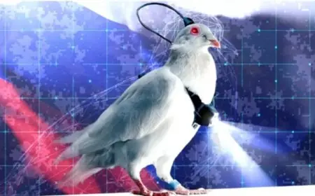 La Russie expérimente des pigeons-drones dotés d’implants cérébraux