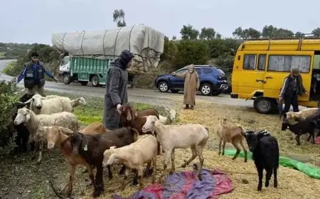 بعد الفيضانات.. سلطات شفشاون تطلق إجراءات استعجالية لحماية ماشية المتضررين