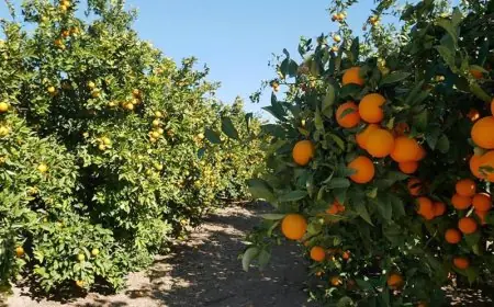 الفدرالية المهنية للحوامض تطلب الدعم العاجل لإنقاذ الموسم