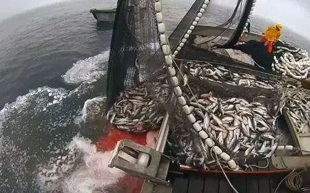 La valeur de la pêche côtière et artisanale dépasse 1,48 milliard de dirhams en janvier 2026 malgré une baisse des volumes