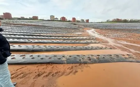 Inondations dans le Gharb et le Loukkos : le gouvernement mobilise un programme de soutien de 300 millions de dirhams pour relancer l’activité agricole