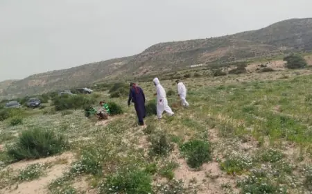 أسراب الجراد الصحراوي تصل نواحي أكادير وتستنفر السلطات