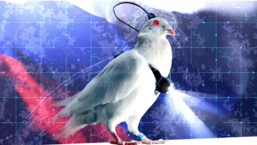 La Russie expérimente des pigeons-drones dotés d’implants cérébraux