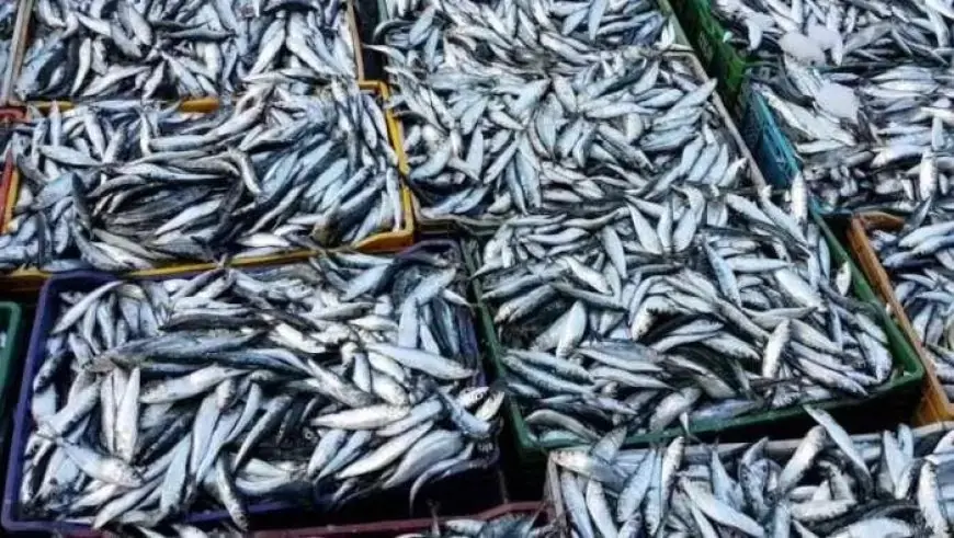 Le Maroc instaure une restriction temporaire sur l’exportation de la sardine pour soutenir le marché national
