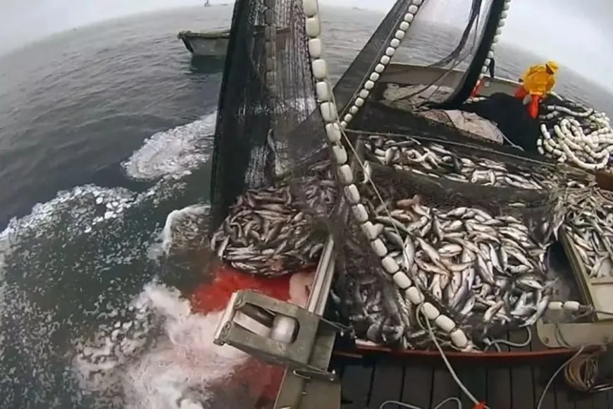 La valeur de la pêche côtière et artisanale dépasse 1,48 milliard de dirhams en janvier 2026 malgré une baisse des volumes