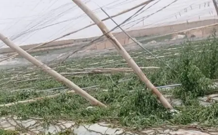 الغرفة الفلاحية بسوس ماسة تطالب الحكومة بدعم عاجل للفلاحين بعد أضرار العواصف الريحية
