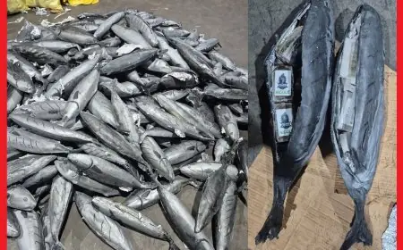 إحباط تهريب نحو 4 أطنان من مخدر الشيرا بميناء طنجة المتوسط داخل مجسمات للسمك المبرد