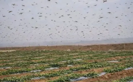 زحف الجراد في اتجاه الواحات والمناطق الزراعية يستنفر سلطات طاطا