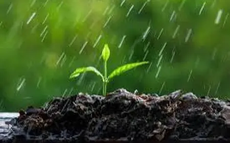 Les Pluies de Mars : Un Souffle de Soulagement pour les Agriculteurs