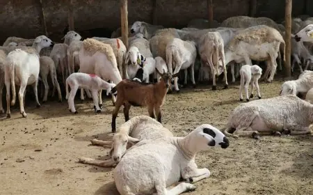 بعد إحصاء الإناث.. وزارة الفلاحة تشرع في إجراءات أداء تعويضات مالية جديدة للكسابة