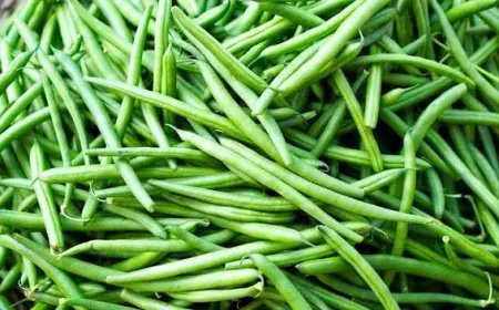 Le Maroc devient le premier fournisseur de haricots verts de l'Irlande