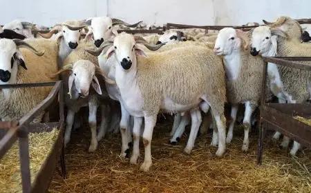"شناقة" يروجون إشاعات غلاء الأضاحي ويستعينون بصناع محتوى