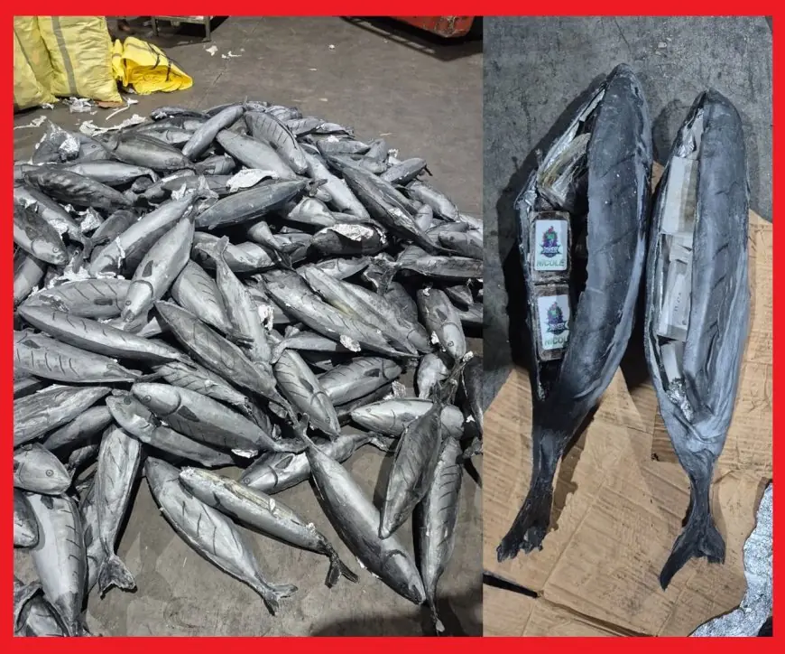 إحباط تهريب نحو 4 أطنان من مخدر الشيرا بميناء طنجة المتوسط داخل مجسمات للسمك المبرد