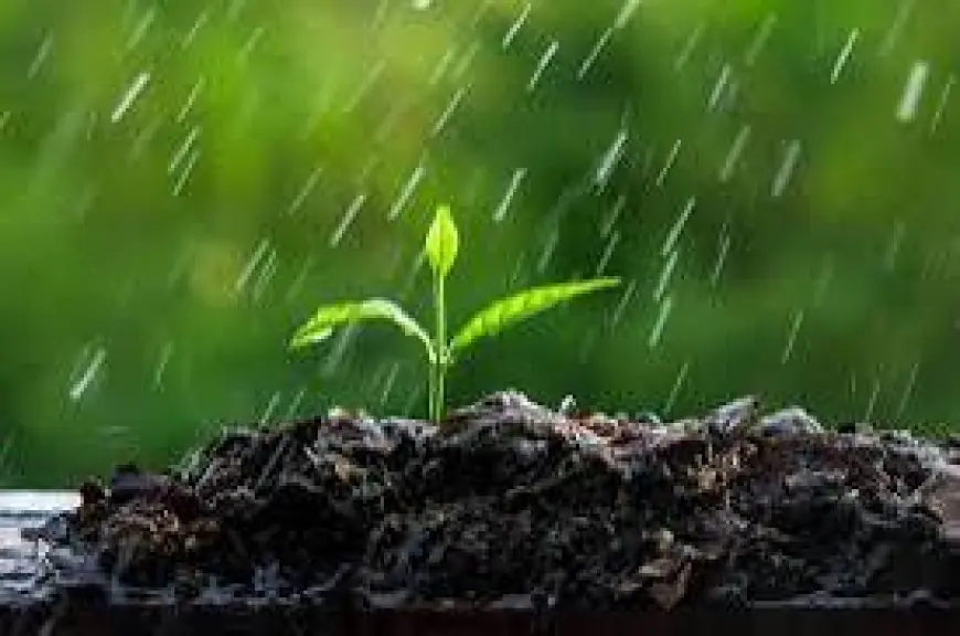 Les Pluies de Mars : Un Souffle de Soulagement pour les Agriculteurs
