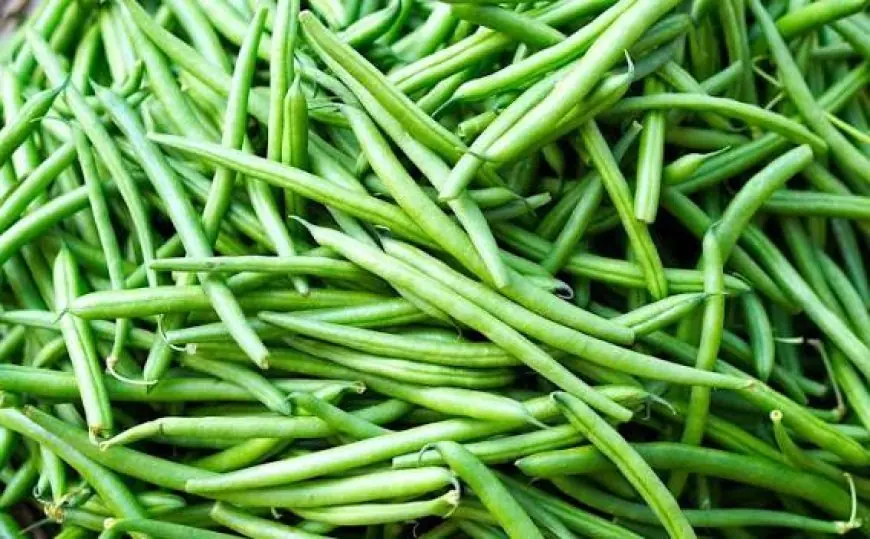 Le Maroc devient le premier fournisseur de haricots verts de l'Irlande