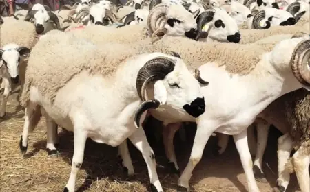 قبل عيد الأضحى.. أسعار الأضاحي تعود للانخفاض في الأسواق المغربية