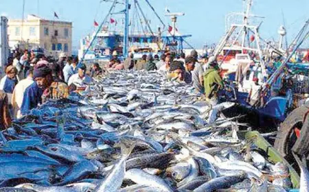 انتعاشة كبيرة في مفرغات الصيد بموانئ العيون وآسفي وطانطان