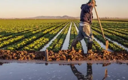 Les pluies printanières redonnent espoir aux agriculteurs marocains