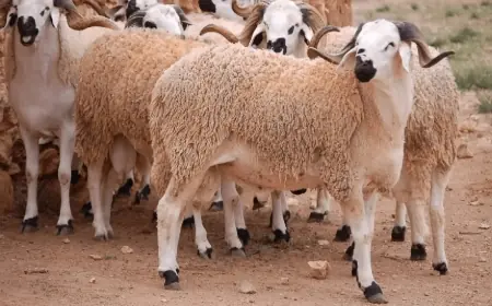 قبل عيد الأضحى.. المغرب يواصل توقيف استيراد الأضاحي بسبب وفرة القطيع الوطني