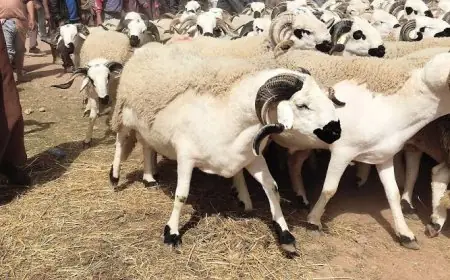 التوقعات الفلكية تكشف موعد عيد الأضحى بالمغرب