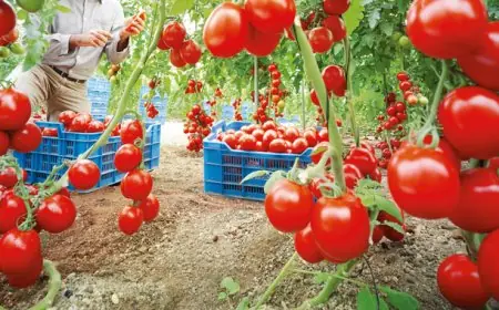 Concurrence sur la tomate cerise : les producteurs français resserrent l’écart de prix avec le Maroc