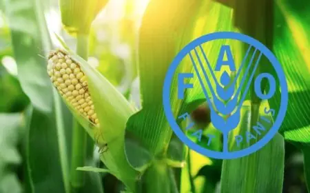 La FAO met en garde : un blocage du détroit d’Ormuz menacerait la sécurité alimentaire mondiale