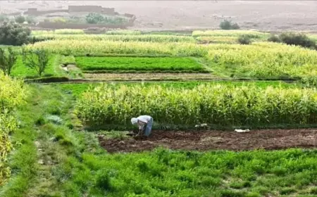 رسميا.. إعفاء الأراضي البورية السلالية بالمغرب من رسوم التحفيظ يدخل حيز التنفيذ