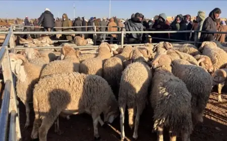قبل عيد الأضحى.. أسعار الأضاحي تواصل التراجع بالمغرب