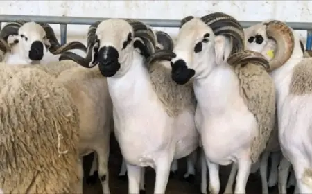 لمواجهة تلاعبات ”الشناقة”.. مغاربة يطلقون حملة رقمية تدعو إلى اعتماد الميزان في بيع الأضاحي