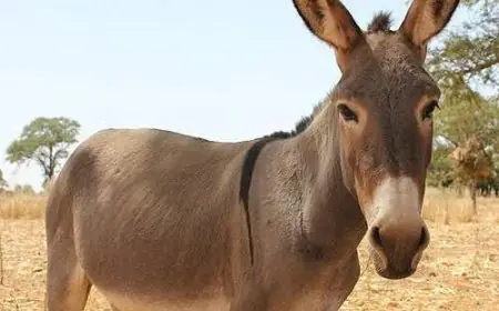 بسبب اعتداء بـ "فأس".. القضاء يغرم شخصاً 3000 درهم لفائدة مالك حمار بالصويرة