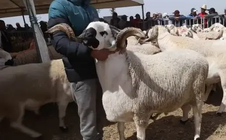 قبل عيد الأضحى.. مهني يكشف أسعار أضحية العيد بالمغرب