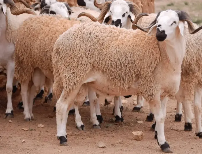 قبل عيد الأضحى.. المغرب يواصل توقيف استيراد الأضاحي بسبب وفرة القطيع الوطني