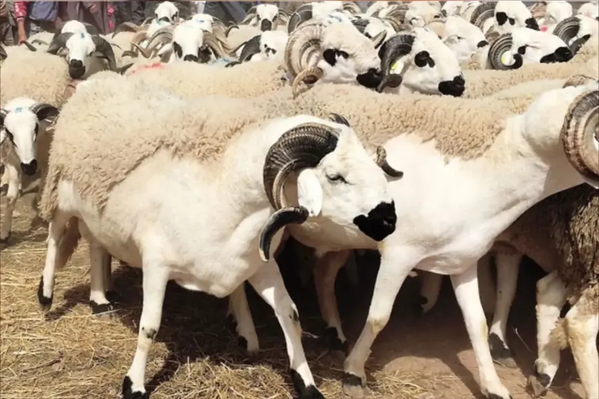 قبل عيد الأضحى.. أسعار الأضاحي تعود للانخفاض في الأسواق المغربية