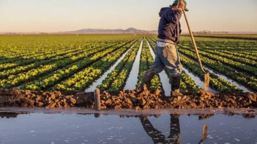 Les pluies printanières redonnent espoir aux agriculteurs marocains
