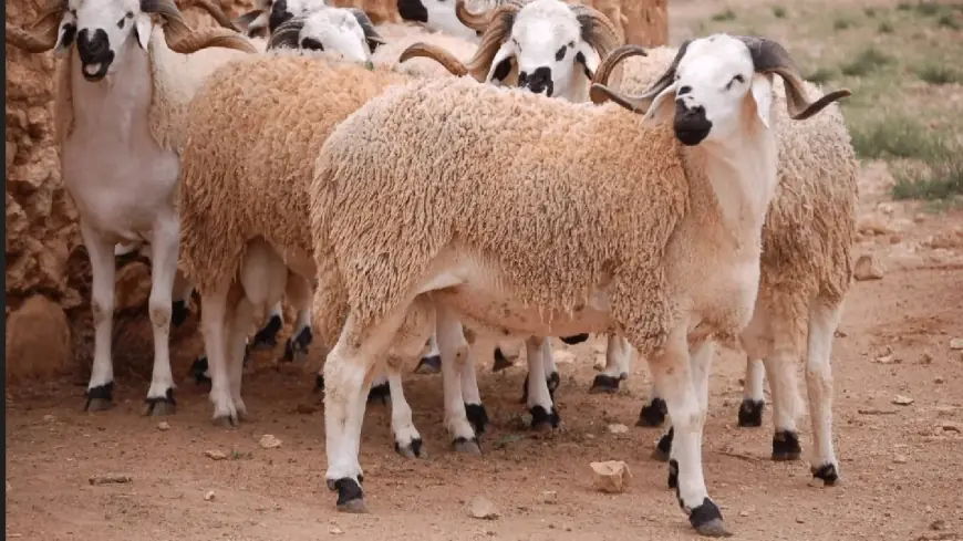 قبل عيد الأضحى.. المغرب يواصل توقيف استيراد الأضاحي بسبب وفرة القطيع الوطني