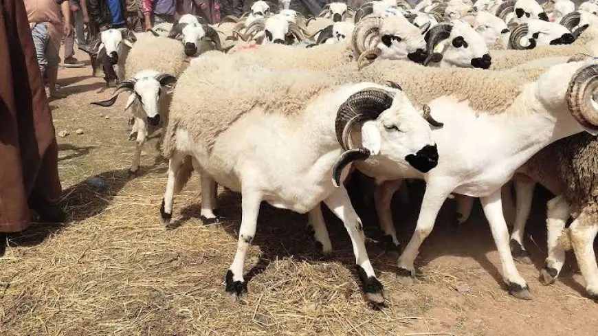 التوقعات الفلكية تكشف موعد عيد الأضحى بالمغرب
