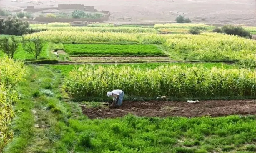 رسميا.. إعفاء الأراضي البورية السلالية بالمغرب من رسوم التحفيظ يدخل حيز التنفيذ